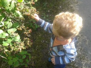 Toddler N navigates thorny branches to pick blackberries on a walk near our house.