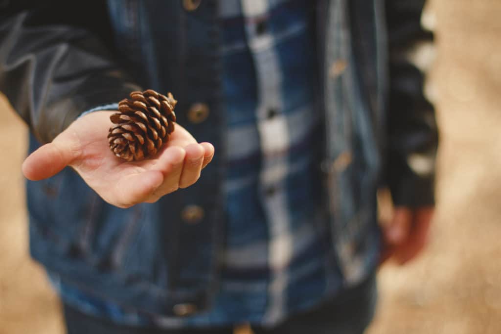 boy with pinecone